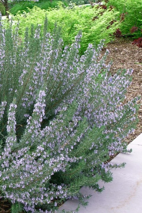 Biberiye – Rosmarinus Officinalis 20 Adet