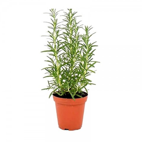 Biberiye – Rosmarinus Officinalis 20 Adet