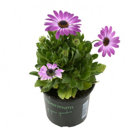 Bodrum Papatyası 10 Adet Pembe ve Mor Renkli