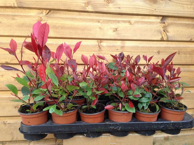 Bodur Alev Çalısı Photinia Red Nana 10 Adet
