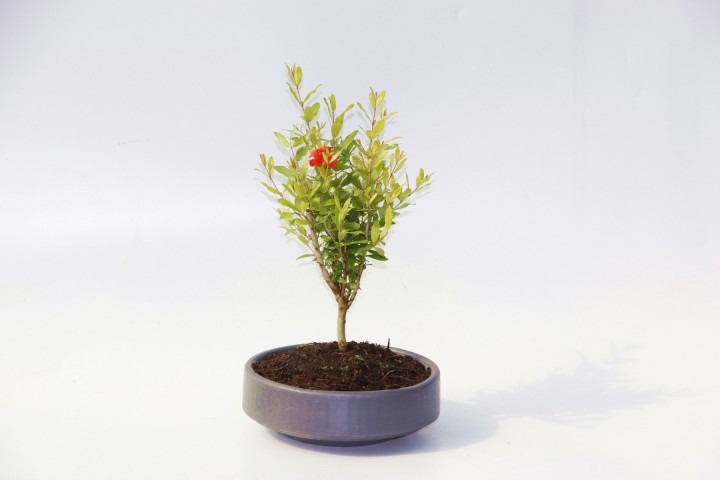 Bodur Süs Narı - Punica Granatum "Nana" Gri Beton Saksıda 2 Adet