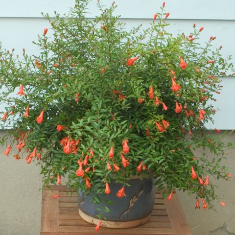 Bodur Süs Narı – Punica Granatum “Nana”