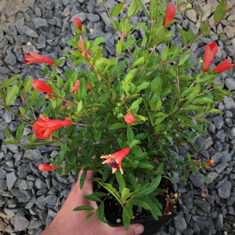 Bodur Süs Narı – Punica Granatum “Nana”