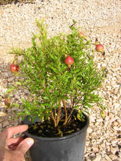 Bodur Süs Narı – Punica Granatum “Nana”