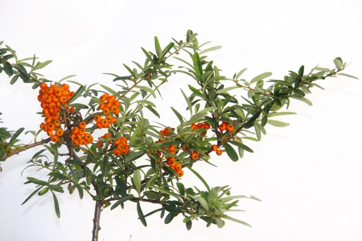 Bonsaı Ateş Dikeni Pyracantha Coccinea