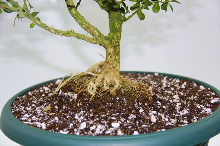 Bonsai Buxus 7 Yaşında