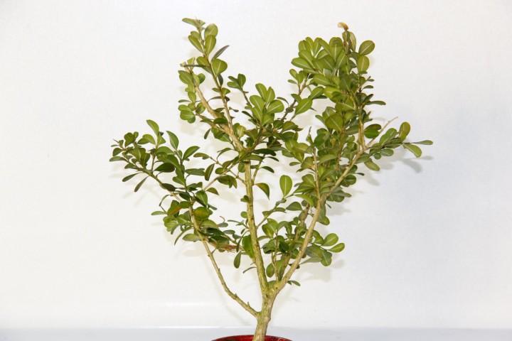 Bonsai Buxus (Şimşir Bonsai) 2 Adet 20–25 cm | Canlı Dekoratif Bonsai | Kırmızı Saksıda
