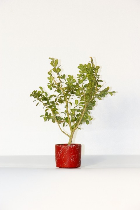 Bonsai Buxus (Şimşir Bonsai) 2 Adet 20–25 cm | Canlı Dekoratif Bonsai | Kırmızı Saksıda