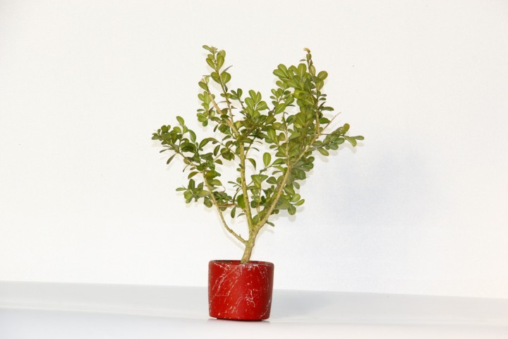 Bonsai Buxus (Şimşir Bonsai) 20–25 cm | Canlı Dekoratif Bonsai | Kırmızı Saksıda