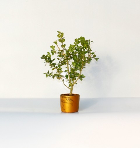 Bonsai Buxus (Şimşir Bonsai) 2 Adet 20–25 cm | Canlı Dekoratif Bonsai | Turuncu Saksıda