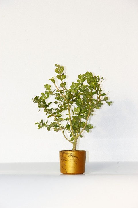 Bonsai Buxus (Şimşir Bonsai) 2 Adet 20–25 cm | Canlı Dekoratif Bonsai | Turuncu Saksıda