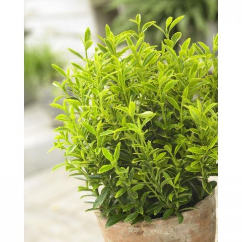 Bonsai Euonymus Microphyllus Aurea 3 Adet