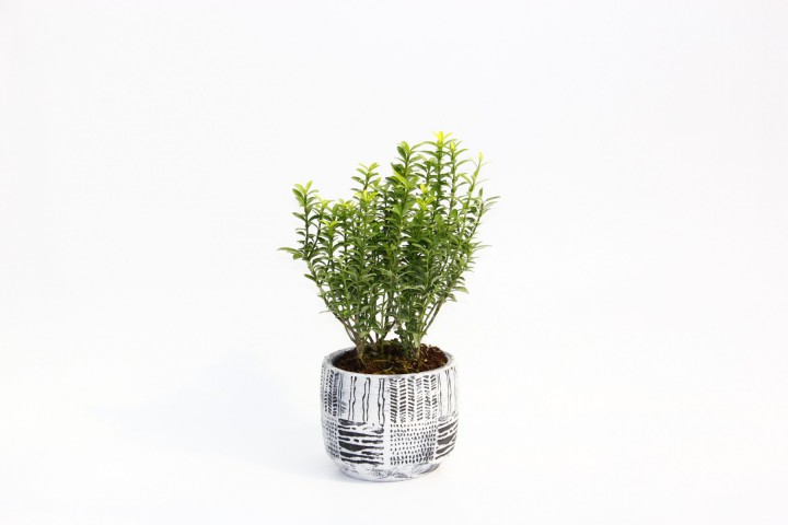 BONSAİ EUONYMUS MİCROPHYLLUS - HEDİYELİK ARKAİK SAKSIDA BEYAZ