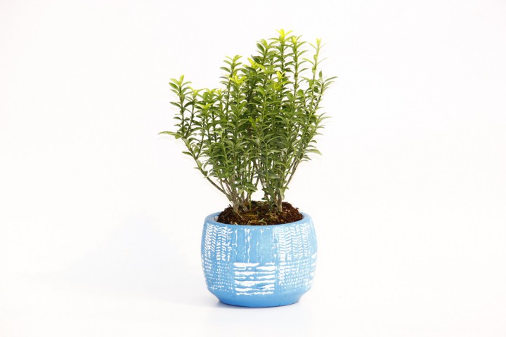 BONSAİ EUONYMUS MİCROPHYLLUS - HEDİYELİK ARKAİK SAKSIDA MAVİ
