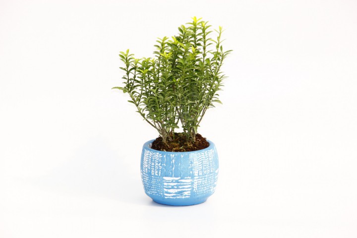 BONSAİ EUONYMUS MİCROPHYLLUS - HEDİYELİK ARKAİK SAKSIDA MAVİ