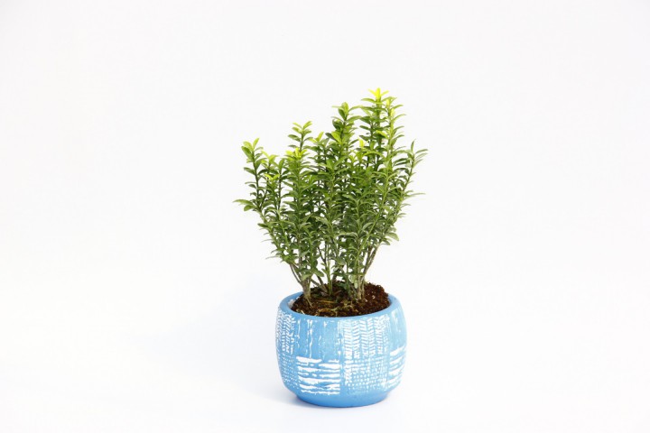 BONSAİ EUONYMUS MİCROPHYLLUS - HEDİYELİK ARKAİK SAKSIDA MAVİ