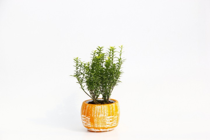 BONSAİ EUONYMUS MİCROPHYLLUS - HEDİYELİK ARKAİK SAKSIDA TURUNCU