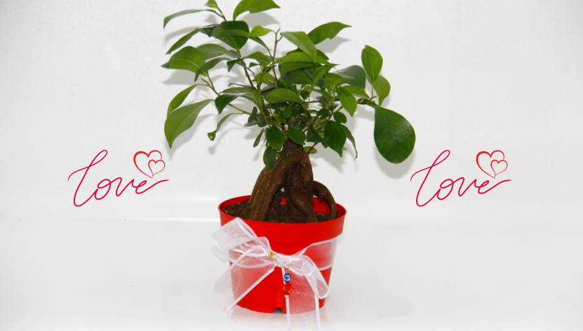 BONSAİ FİCUS GİNSENG - Sevgililer Günü ve Özel Gün Hediyesi