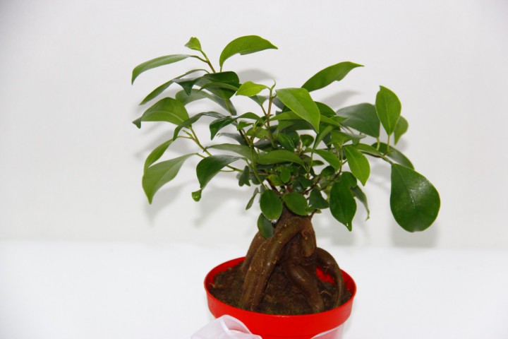 BONSAİ FİCUS GİNSENG - Sevgililer Günü ve Özel Gün Hediyesi