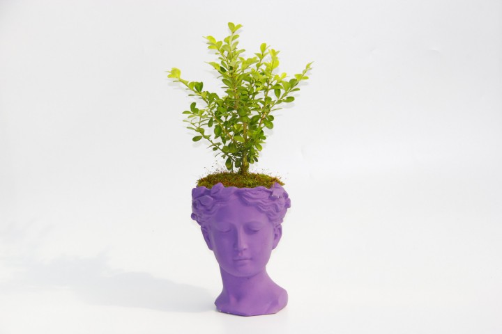 BONSAİ HELEN BUXUS - HEDİYELİK MOR RENK
