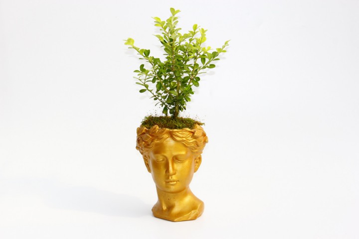 BONSAİ HELEN BUXUS - HEDİYELİK TURUNCU RENK