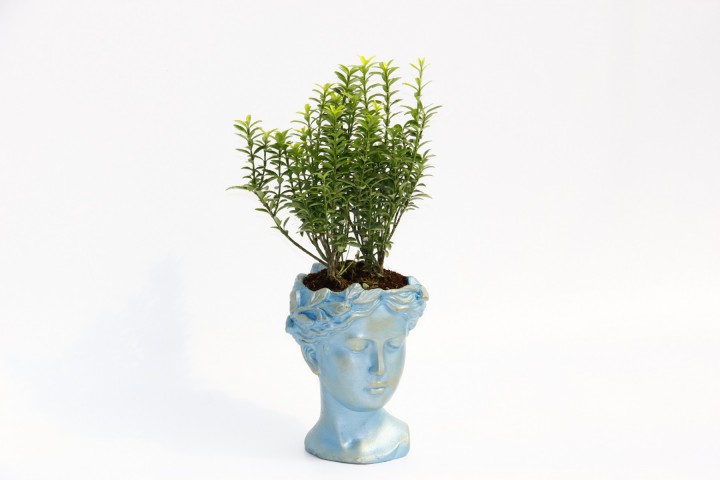 BONSAİ HELEN EUONYMUS MİCROPHYLLUS - HEDİYELİK MAVİ RENK