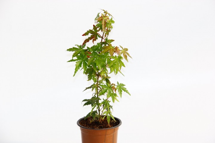 Bonsai Japon Akçaağacı Acer Palmatum 5 Adet