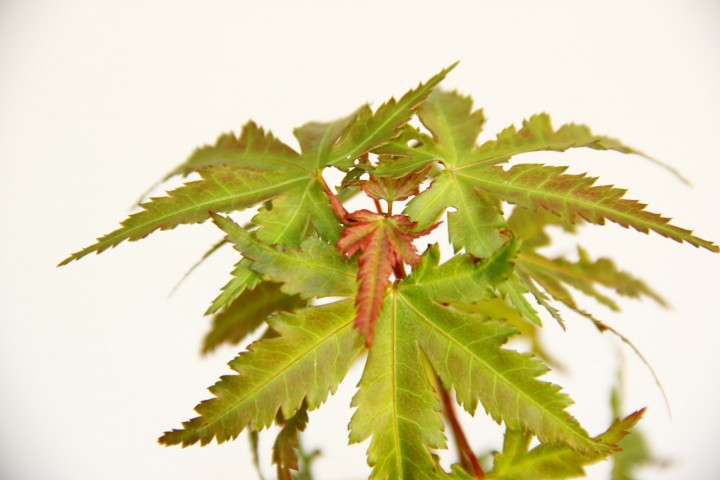 Bonsai Japon Akçaağacı Acer Palmatum 5 Adet