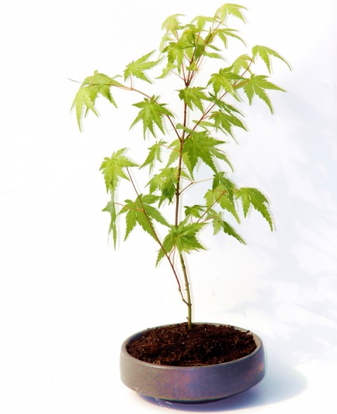 Bonsai Japon Akçaağacı Acer Palmatum Gri Saksıda 3 Adet