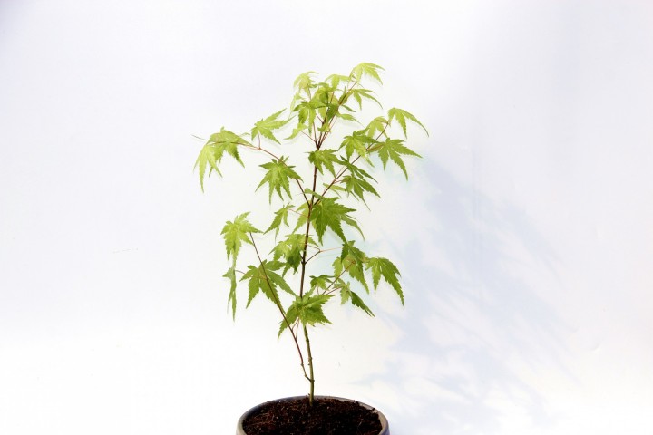 Bonsai Japon Akçaağacı Acer Palmatum Gri Saksıda