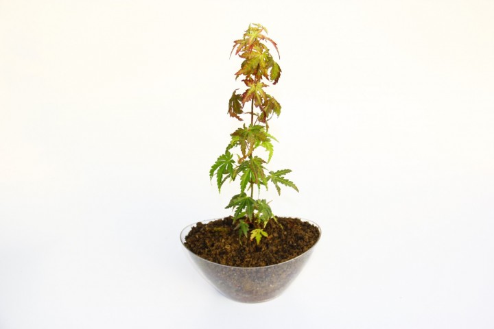 Bonsai Japon Akçaağacı Acer Palmatum Saydam Saksıda 2 Adet