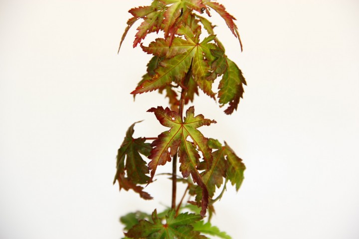 Bonsai Japon Akçaağacı Acer Palmatum Saydam Saksıda 2 Adet