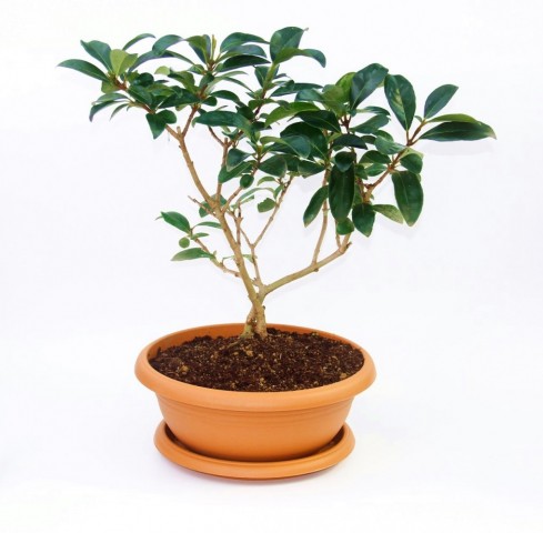 Bonsai Kartopu Lucidum