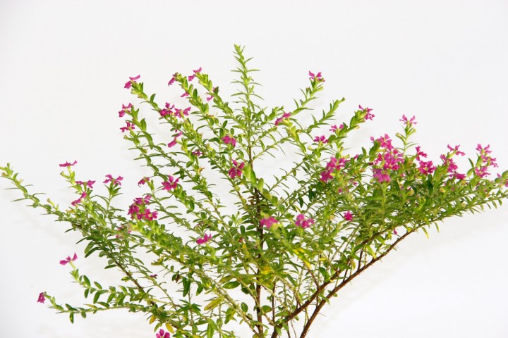Bonsai Kufeya Cennet Çiçeği 5 Adet