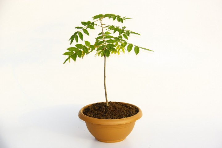 Bonsai Mor Salkım