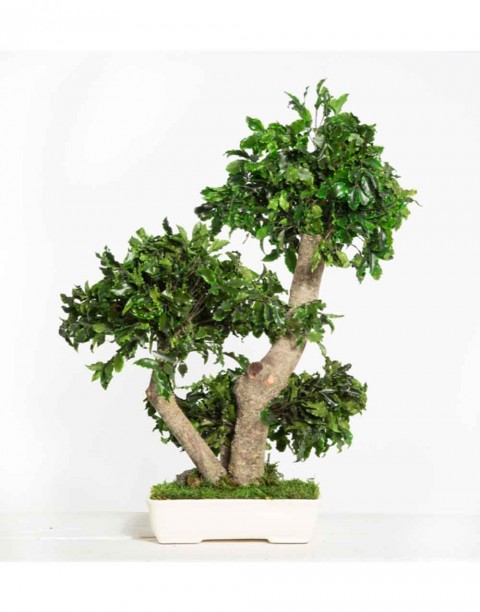 Bonsai Pitosporum Seti Bitki besini-Bonsai Saksı -Toprak -Fidan