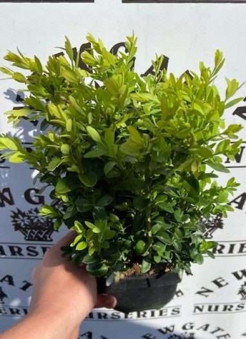 Bonsai Şimşir Fidanı Buxus Sempervirens Rotundifolia 3 Adet