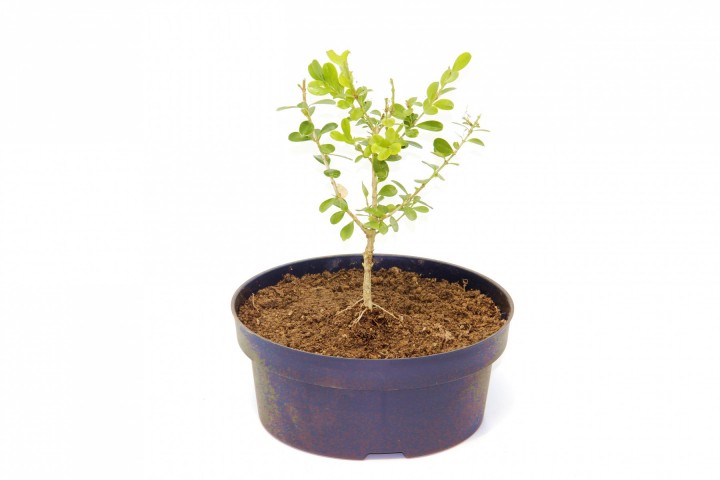 Bonsai Şimşir Fidanı Buxus Sempervirens Rotundifolia 4 Yaşında