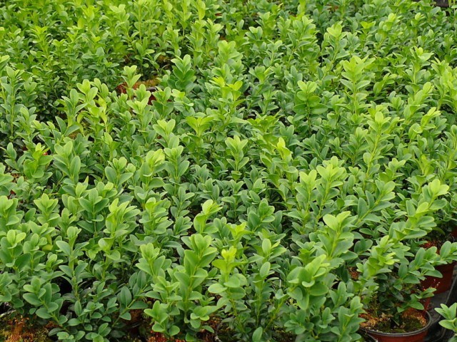 Bonsai Şimşir Fidanı Buxus Sempervirens Rotundifolia 5 Adet