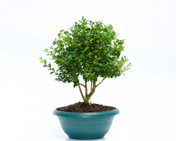 Bonsai Şimşir Fidanı Buxus Sempervirens Rotundifolia Yeşil Saksıda