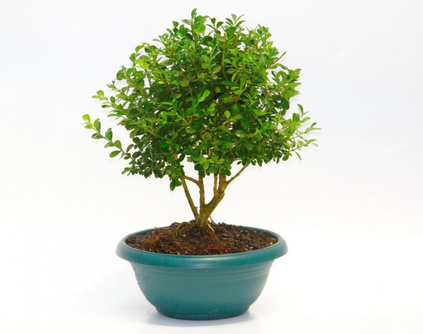 Bonsai Şimşir Fidanı Buxus Sempervirens Rotundifolia Yeşil Saksıda
