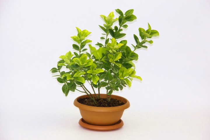 Bonsai Taflan 2 Adet