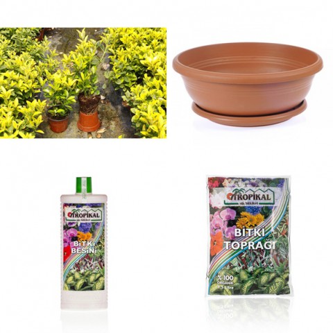 Bonsai Taflan Seti Toprak- Bonsai Saksı-Bitki Besini-Fidan Bonsai Taflan Seti Toprak- Bonsai Saksı-Bitki Besini-Fidan