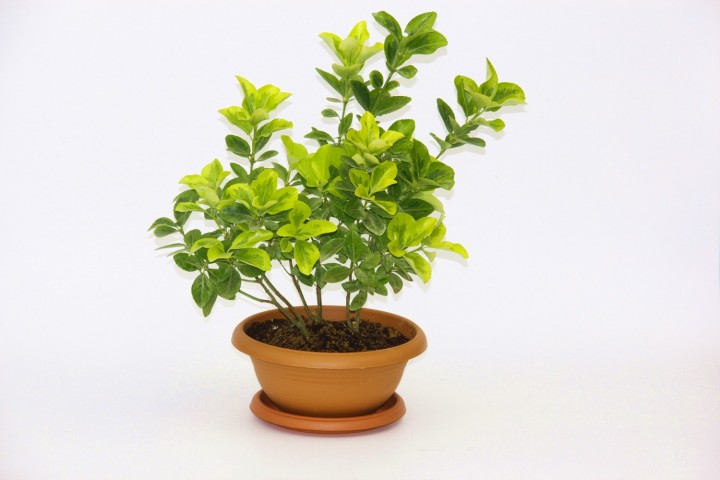 Bonsai Taflan Seti Toprak- Bonsai Saksı-Bitki Besini-Fidan