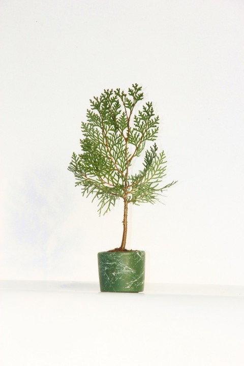 Bonsai Thuja Orientalis Yeşil Saksıda 2 Adet