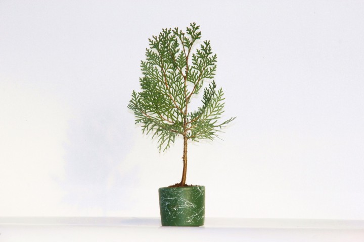 Bonsai Thuja Orientalis Yeşil Saksıda