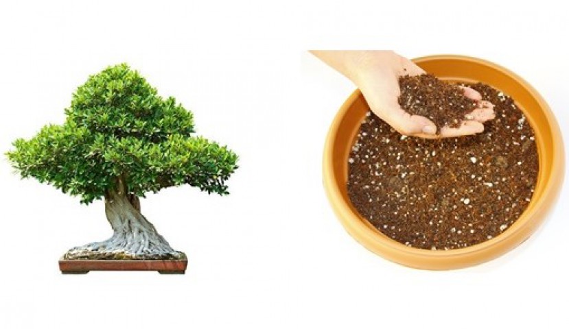 Bonsai Toprağı 5 Lt