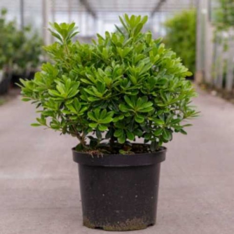 Bonsai Yıldız Çalısı Pitosporum 3 Adet