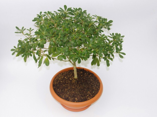 Bonsai Yıldız Çalısı Pitosporum 5 Adet