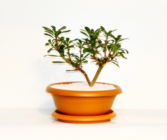 Bonsai Yıldız Çalısı Pitosporum Kiremit Saksıda